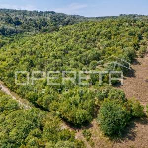 Istra, šuma u okolici Karojbe