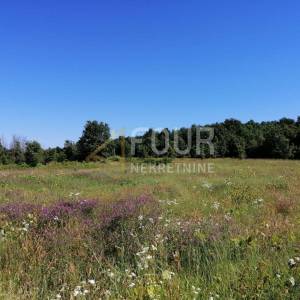 Istra, Sveti Lovreč, poljoprivredno zemljište 21.460m2