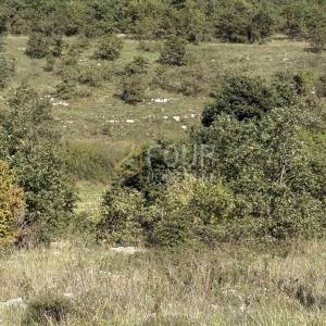 Istra, Svetvinčenat - okolica, poljoprivredno zemljište 2.913m2
