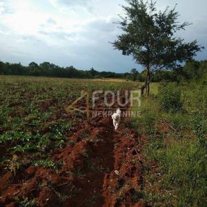Istra, Svetvinčenat, poljoprivredno zemljište 1.840m2