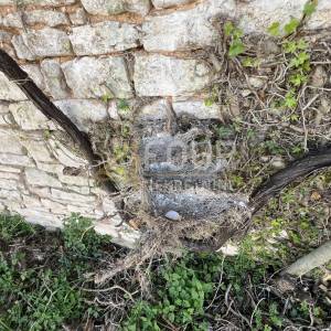 Istra, Svetvinčenat, samostojeća ruševina s gospodarskim objektom