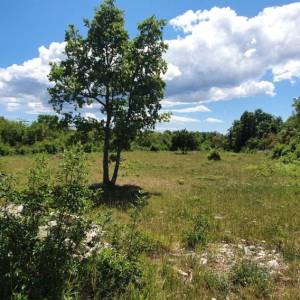 ISTRA, SVETVINČENAT - Zemljište sa započetom gradnjom gospodarskog i stambenog objekta