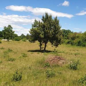 ISTRA, SVETVINČENAT - Zemljište sa započetom gradnjom gospodarskog i stambenog objekta