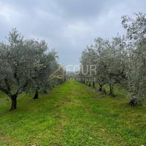 Istra, Tar, poljoprivredno zemljište, 611m2