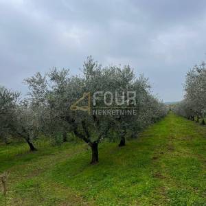 Istra, Tar, poljoprivredno zemljište, 611m2