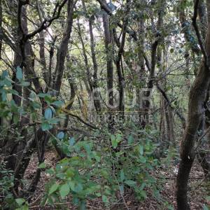 Istra, Valtura, poljoprivredno zemljište 13.248m2