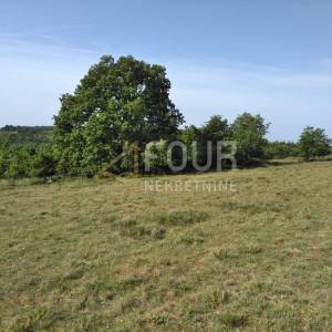 Istra, Višnjan - okolica, poljoprivredno zemljište 38.900m2