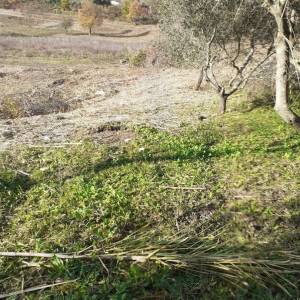 ISTRA, VIŽINADA - Građevinsko zemljište prekrasnog pogleda