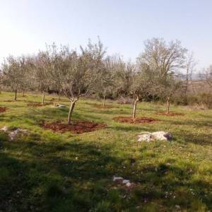 ISTRA, VIŽINADA - Građevinsko zemljište na brežuljku s panoramskm pogledom
