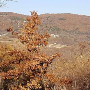 ISTRA, VIŽINADA - Prostrano građevinsko zemljište na osami s panoramskim pogledom