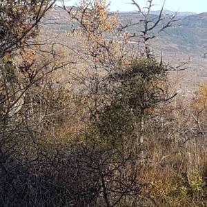 ISTRA, VIŽINADA - Prostrano građevinsko zemljište na osami s panoramskim pogledom