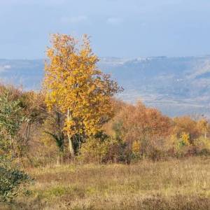 ISTRA, VIŽINADA - Prostrano građevinsko zemljište na osami s panoramskim pogledom