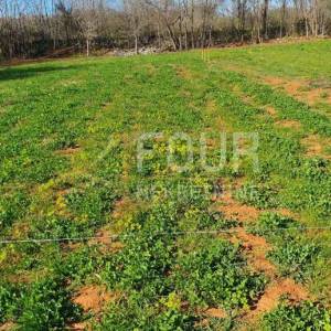 Istra, Vodnjan, poljoprivredno zemljište 416m2