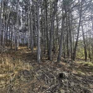 ISTRA,MOTOVUN-Poljoprivredno zemljište s predivnim pogledom