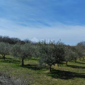 ISTRA,PULA- maslinik na prodaju!