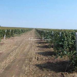  IZUZETNO POVOLJNO!!! ILOK: 9 ha vinograda!!! 
