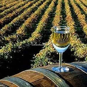  IZUZETNO POVOLJNO!!! ILOK: 9 ha vinograda!!! 