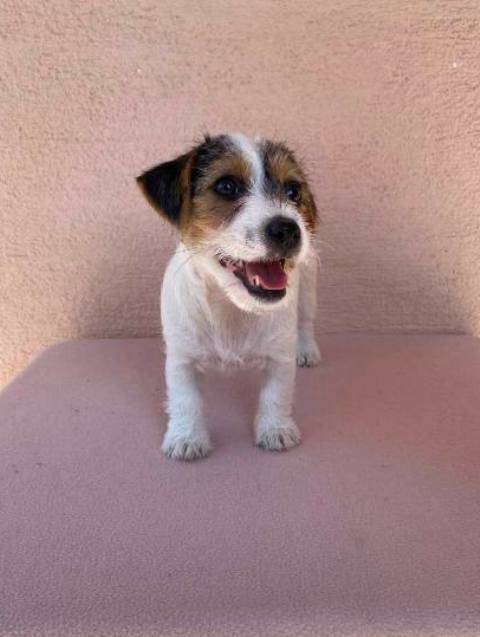 Jack Russell terijer štenci