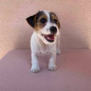 Jack Russell terijer štenci