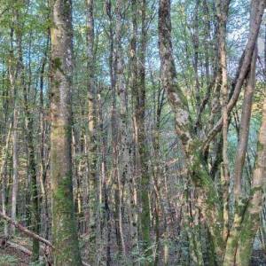 K. ZAGORJE: SOSKO IMANJE 11ha, u srcu prirode sa drvenom kućom 6x9 m (prodaja)