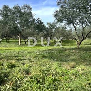 LOŠINJ, MALI LOŠINJ - Maslinik 400 metara od mora