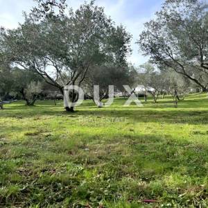 LOŠINJ, MALI LOŠINJ - Maslinik 400 metara od mora