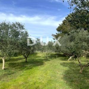 LOŠINJ, MALI LOŠINJ - Maslinik 400 metara od mora