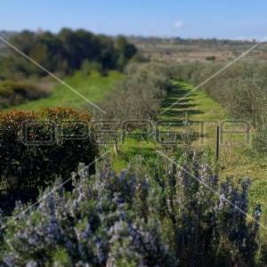 Luksuzna vila s prostranom okućnicom i intimnom atmosferom u blizini Zadra