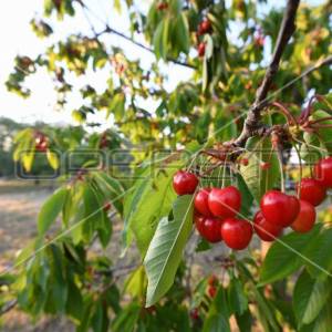 Luksuzna vila s prostranom okućnicom i intimnom atmosferom u blizini Zadra
