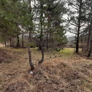 MATULJI, PASJAK - Poljoprivredno zemljište 2.881m2
