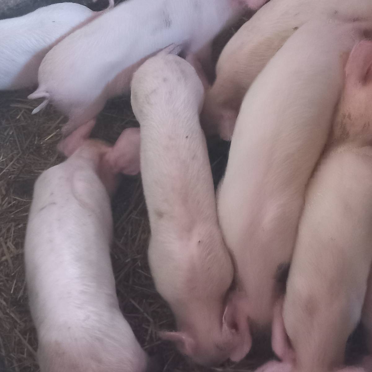 Odojci mali veliki
