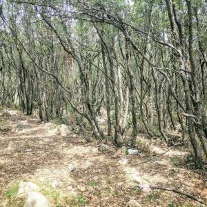 Okolica Krka, zemljište s izlazom na prirodnu plažu! 