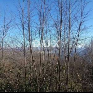 Opatija, Bregi - Poljoprivredno zemljište s prekrasnim panoramskim pogledom na more, kao prilika za skoru prenamjenu u građevinsko!