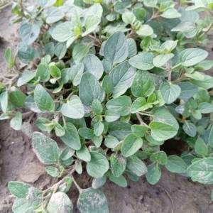 ORIGANO (Origano comune)  Prodajem jednogodišnje sadnice origana