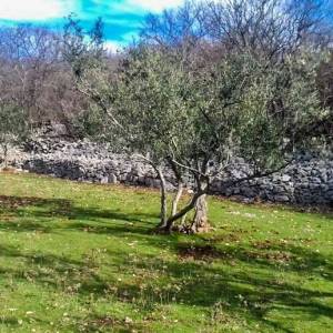 OTOK KRK, KORNIĆ - Maslinik iznad grada Krka