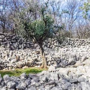 OTOK KRK, KORNIĆ - Maslinik iznad grada Krka