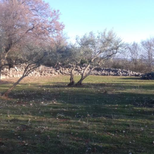 OTOK KRK, KORNIĆ - Maslinik iznad grada Krka