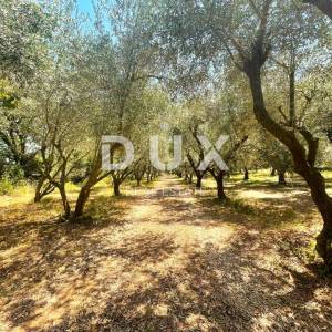 OTOK KRK - Kuća na osami, 400 maslina, 10.000 m2 terena!