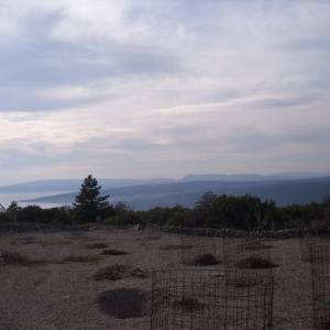 OTOK KRK, PUNAT - Maslinik na 3620 m2