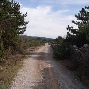 OTOK KRK, PUNAT - Maslinik na 3620 m2