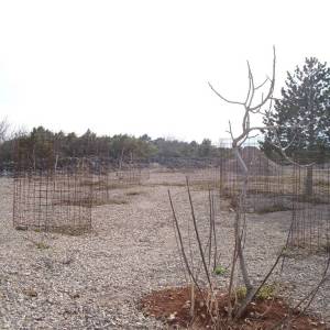 OTOK KRK, PUNAT - Maslinik na 3620 m2