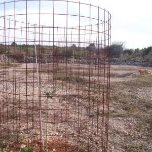 OTOK KRK, PUNAT - Maslinik na 3620 m2