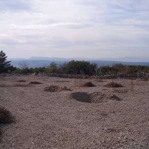 OTOK KRK, PUNAT - Maslinik na 3620 m2