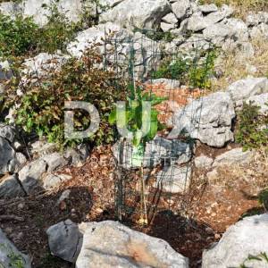 OTOK KRK, PUNAT - Mladi maslinik s otvorenim pogledom na more i Košljun