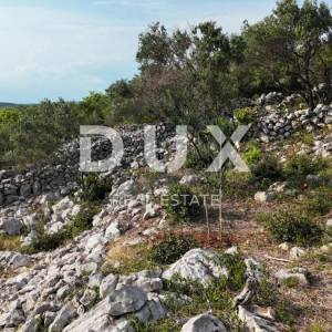 OTOK KRK, PUNAT - Mladi maslinik s otvorenim pogledom na more i Košljun