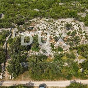 OTOK KRK, PUNAT - Mladi maslinik s otvorenim pogledom na more i Košljun