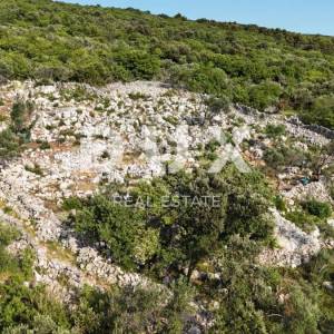 OTOK KRK, PUNAT - Mladi maslinik s otvorenim pogledom na more i Košljun