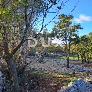 Otok Krk, Šilo -  Očišćen, ravan MASLINIK, buduće građevinsko, 600m do prekrasnih plaža, mora i supermarketa s pristupnim putem...