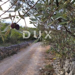 Otok Krk, Šilo -  Očišćen, ravan MASLINIK, buduće građevinsko, 600m do prekrasnih plaža, mora i supermarketa s pristupnim putem...