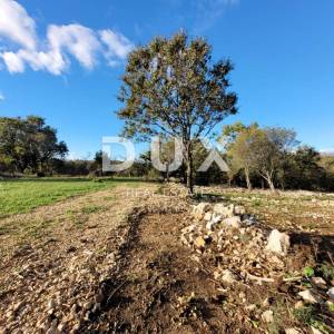 Otok Krk, Šilo -  Očišćen, ravan MASLINIK, buduće građevinsko, 600m do prekrasnih plaža, mora i supermarketa s pristupnim putem...